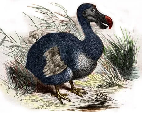 Scientists Claim They Have Achieved a ‘Key Milestone’ in Bringing Back the Dodo for the Very First Occasion in Three Centuries